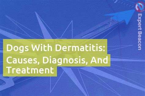 Dogs With Dermatitis: Causes, Diagnosis, And Treatment - ExpertBeacon