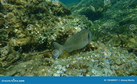 Gilthead Seabream Sparus Aurata Orata Dorada Undersea Mediterranean