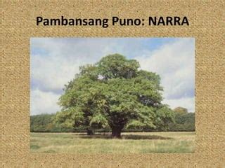 Bakit Narra Ang Pambansang Puno Ng Pilipinas