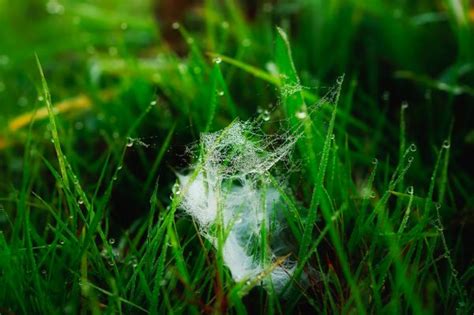 Free Images Water Nature Branch Dew Lawn Meadow Sunlight