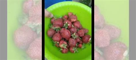 Рассада клубники, крупная,бордовая купить в Ульяновске | Товары для ...