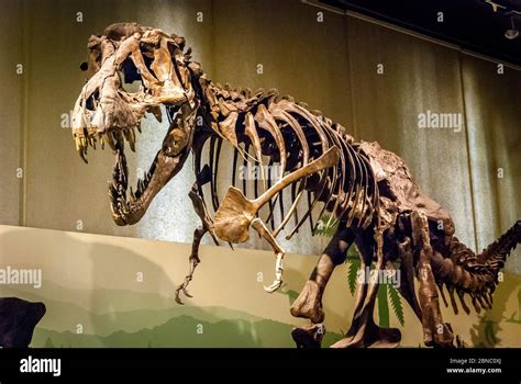 Tyrannosaurus Rex squelette fossile au Musée d Histoire naturelle de