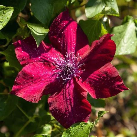 Nubia Clematis Plants For Sale Uk Grown Ashridge