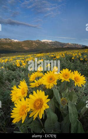 methow valley wildflowers north cascades washington stock photo alamy