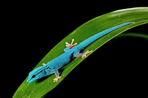 Electric Blue Day Gecko