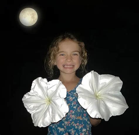 How To Grow Moonflower Baker Creek Heirloom Seeds