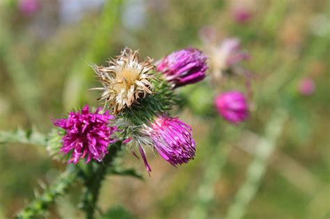 Distel Blume Pflanze Kostenloses Foto Auf Pixabay Pixabay