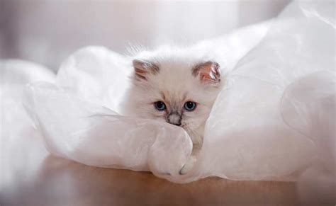 Lilac Ragdoll Cat (Lilac Mitted Ragdoll Kitten, Lynx Lilac Point Ragdolls)