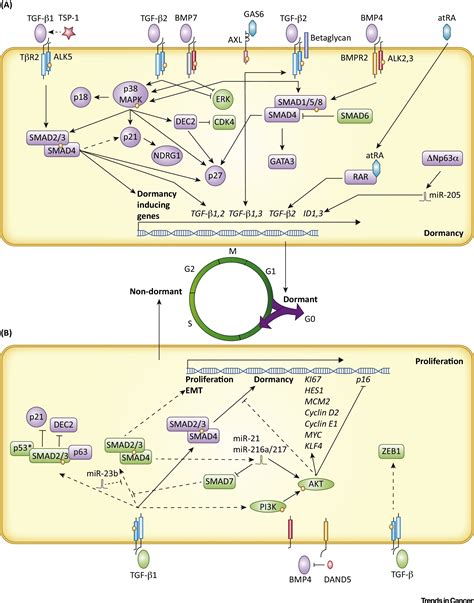 TGF β Family Signaling Pathways in Cellular Dormancy Trends in Cancer