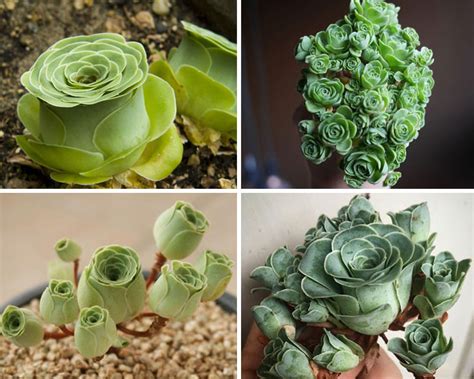 Unique Types Of Succulents You Ve Probably Never Heard Of Before