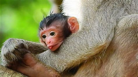 Baby Monkey Jojo Mom Julina Hugs Her Too Tight We Primate Youtube