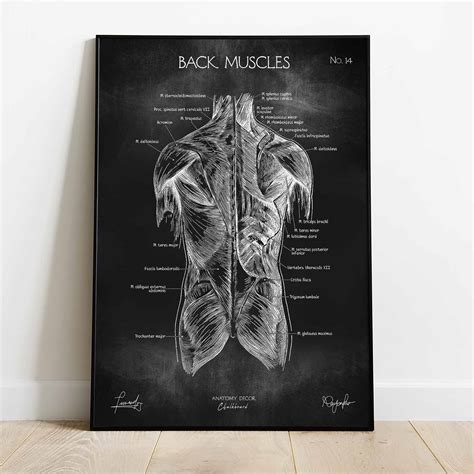 Plakat Anatomia Mięśni Grzbietu Chalkboard Anatomy Decor