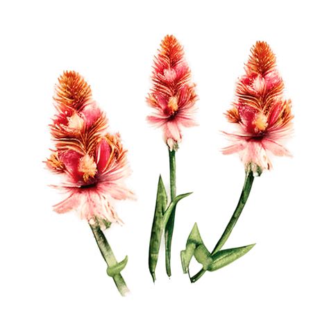 Watercolor Indian Paintbrush In Grass Creative Fabrica