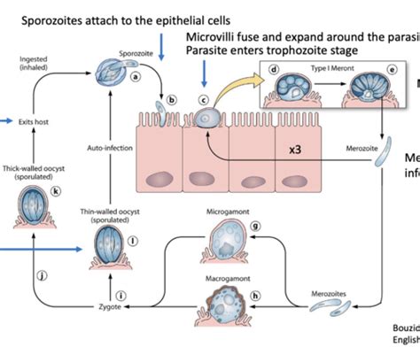 Cryptosporidium Flashcards Quizlet