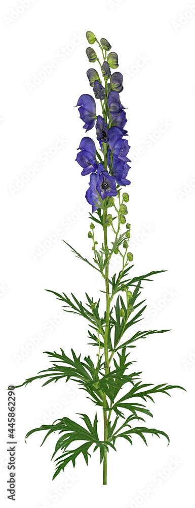 Blauer Eisenhut Aconitum Napellus Bl Te Und Blatt Freigestellt