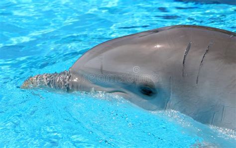 Bl Tt Crystal Skjutit Vatten F R Delfin Huvud Arkivfoto Bild Av