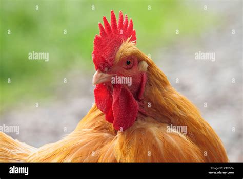 Golden Cockerel Stock Photo Royalty Free Image 49753766 Alamy