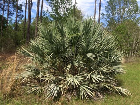 Serenoa Repens Cinera Silver Saw Palmetto 1gallon Mail Order Natives