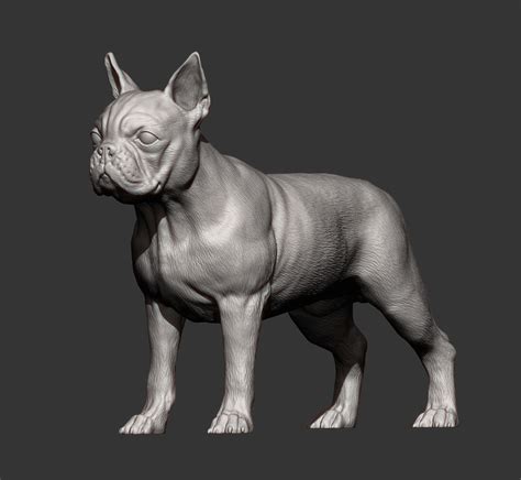 Boston Terrier 3d Print Model By Alexander3dart