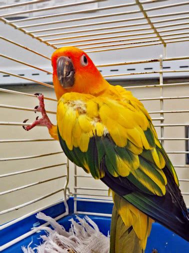 Sun Conures For Sale