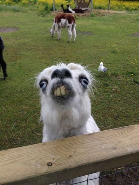 10+ Alpacas That Will Make Your Day | Bored Panda