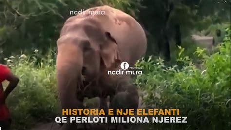 HISTORIA E NJE ELEFANTI QE PERLOTI MILIONA NJEREZ YouTube