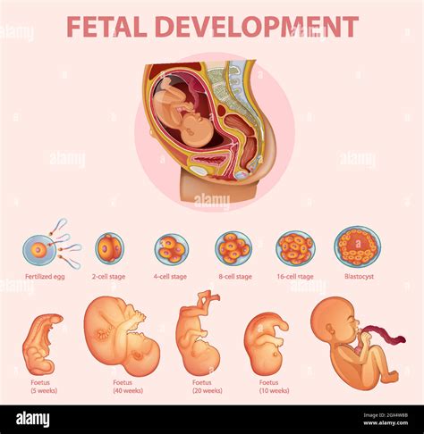 Etapas Del Desarrollo Embrionario Humano Imagen Vector De Stock Alamy