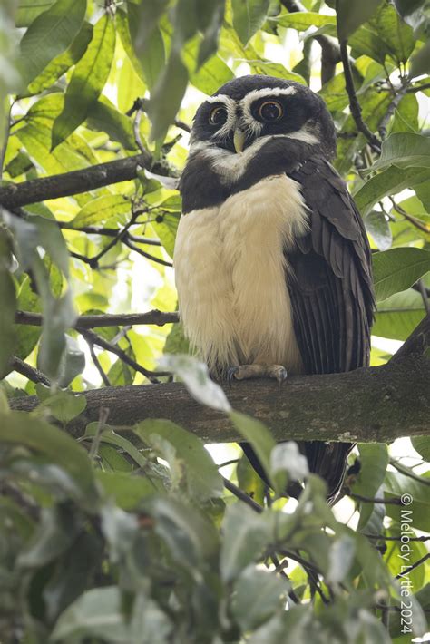 Spectacled Owl Pulsatrix Perspicillata Colombai 2024 Melody Lytle