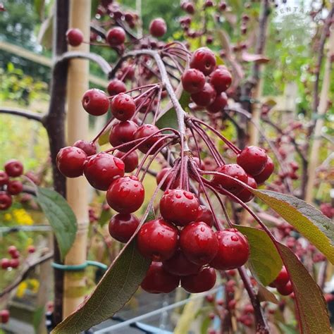 Malus Weeping Candied Apple Pink Weeping Crab Apple Trees