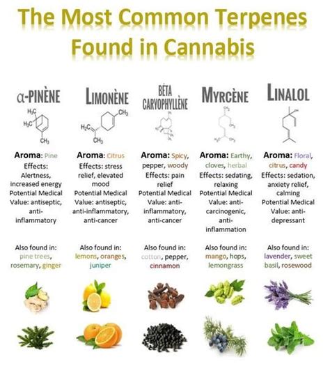 What Are Terpenes Artofit