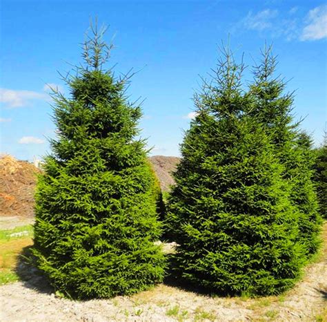 Green Knight Oriental Spruce For Sale Online The Tree Center