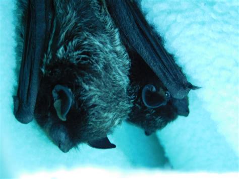 I was worried my two silver-haired bats would fight if I put them