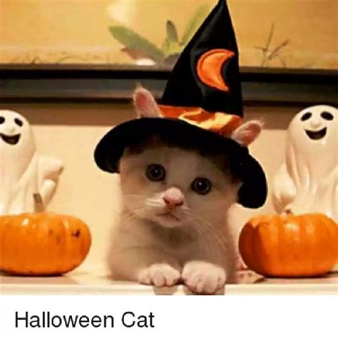 21 Funny Halloween Cat Memes Free Download