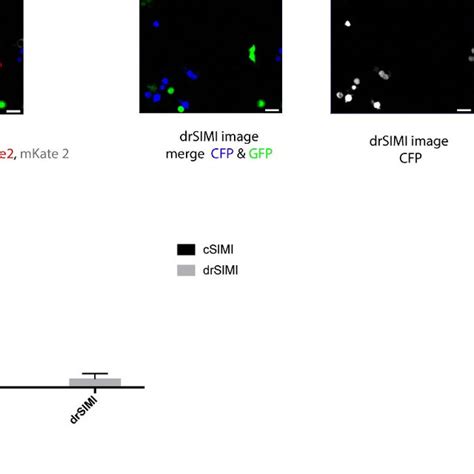 A Two Photon Excitation And Emission Spectra Of Cyan Fluorescent Download Scientific Diagram