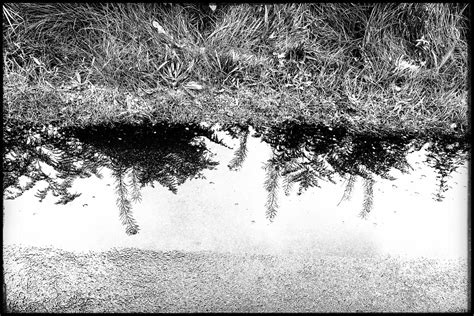 Puddle Reflection Diane Rose Flickr