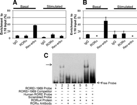 Functional Analysis Of ROR And Rev Erb By ChIP And EMSA ChIP