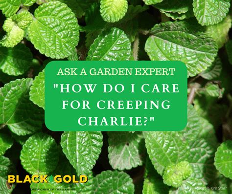 How Do I Care for Creeping Charlie (Pilea nummulariifolia)? – Black Gold