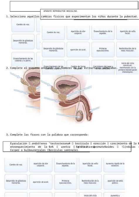 DOCX Aparato Reproductor Femenino Y Masculino PDFSLIDE NET