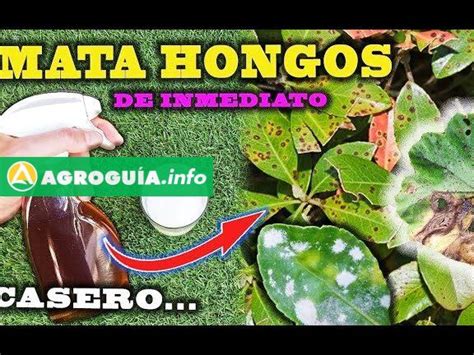 ¡haz Tu Propio Fungicida Casero Para Jardín En 5 Minutos Agro Guía