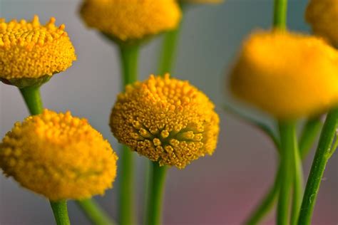 Tansy Flowers Tanacetum Vulgare - Free photo on Pixabay - Pixabay