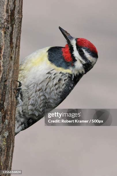 Sapsucker Woods Sanctuary Photos and Premium High Res Pictures - Getty ...