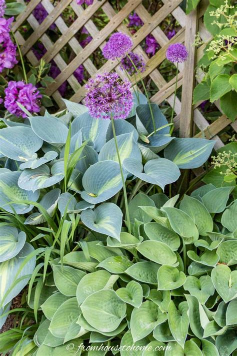 Hosta Companion Plants What To Plant With Hostas Gardening From