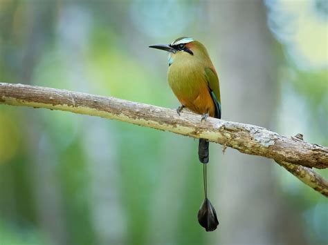 What Is The National Bird of El Salvador? (And Why?) | Birdfact