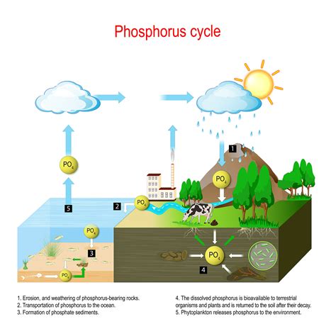 Phosphorus Cycle Biogeochemical Cycle Education Chart Vector Moomoo Math