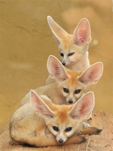 Fennec Foxes Cute Animals Animals Beautiful Animals