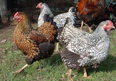 What Breed Of Chicken Should I Choose Chickens Backyard Backyard