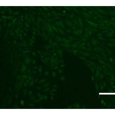 Visualization Of Cell Viability On Uncoated Zirconia After 6 Days By