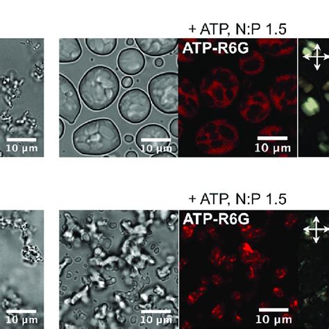 Role Of Utp In Llps Of Dsdna Bright Field And Confocal Microscopy