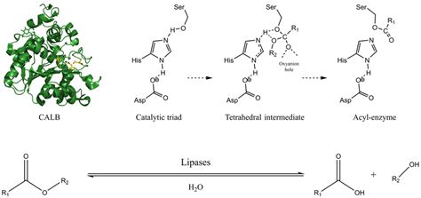 Mechanism Of The Hydrolysis Reaction Of Ester Bonds Catalyzed By