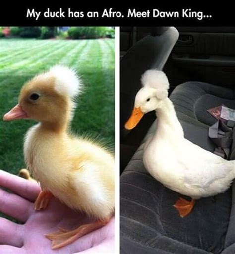 Funny Duck Memes That Will Keep You Laughing For Hours | OpossumSauce